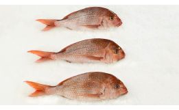 Pink Snapper Whole