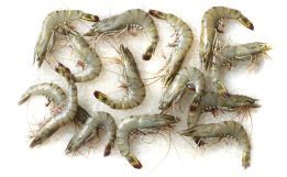 Madagascar Organic Shrimp