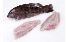 Blackfish Fillet