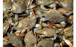 Live Hardshell Crabs