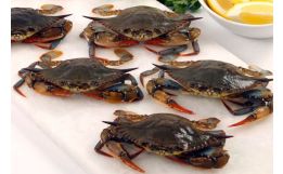 Wild Live Soft Shell Crabs