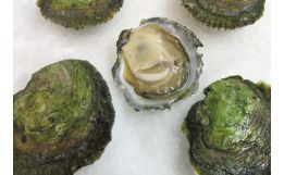 Belon Oysters