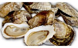 Fishers Island Oysters