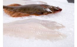 Flounder Fillet