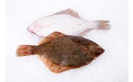 Flounder Whole