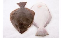 Fluke Whole