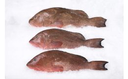 Grouper Whole