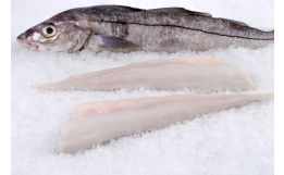Haddock Fillet