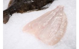 Halibut Fillet