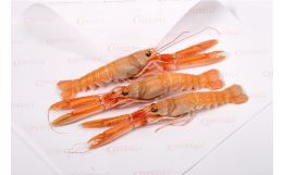 Langoustines