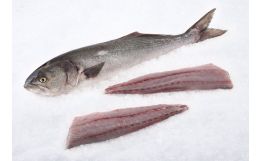 Bluefish Fillet