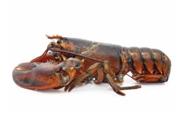 Large Live Lobsters