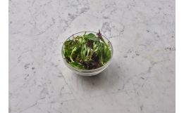 Mesclun Salad