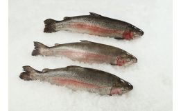 Tasmanian Trout Whole