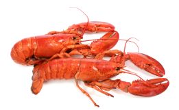 Large Steamed Lobsters
