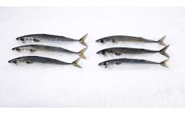 Boston Mackerel Whole