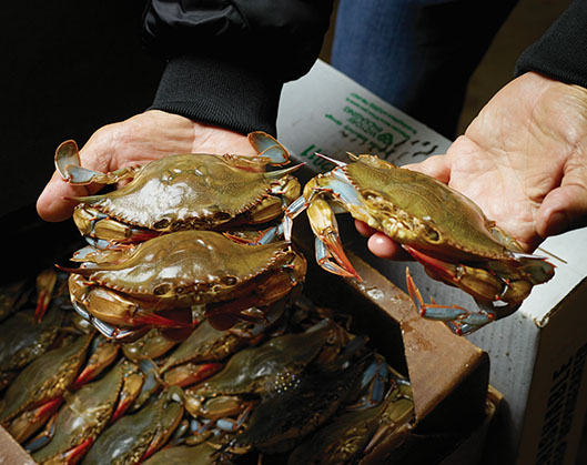 Three hardshell crabs