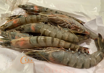 Madagascar Shrimp