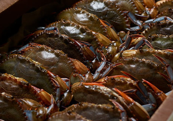 Row of blue crabs