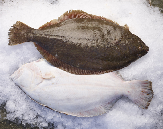 Whole fluke fish